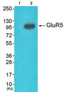 GluR5 antibody