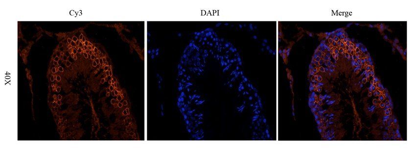 GLUT3 antibody