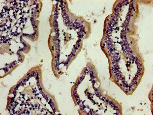 ENPEP Antibody
