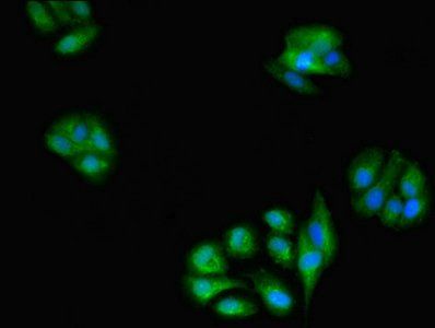 GLRX Antibody
