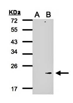Glutathione peroxidase 7 antibody