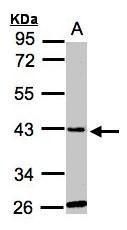 GLYATL1 antibody