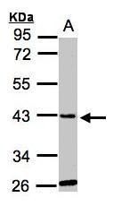 glycine-N-acyltransferase like 1 Antibody