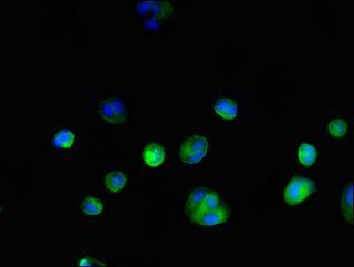 Glyceraldehyde-3-phosphate dehydrogenase antibody