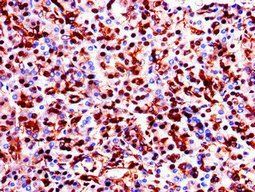 GAPDH Antibody
