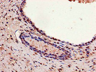 Glyceraldehyde-3-phosphate dehydrogenase antibody