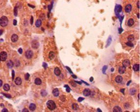 GAPDH Antibody