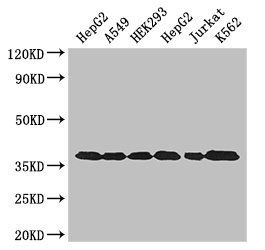 Glyceraldehyde-3-phosphate dehydrogenase antibody