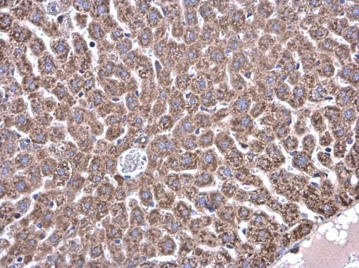 Glycine dehydrogenase antibody [N3C2-2], Internal