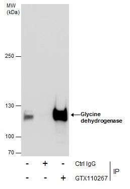 Glycine dehydrogenase antibody