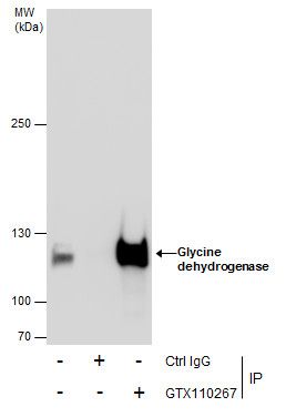 Glycine dehydrogenase antibody [N3C2-2], Internal