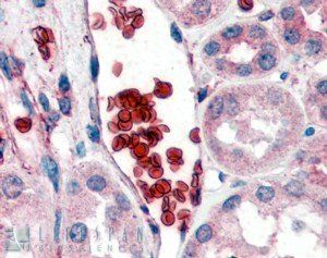 Goat anti-Glycophorin A Antibody