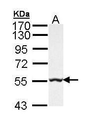 GLYCTK antibody [N2C3]