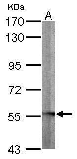 GLYCTK antibody [N2C3]