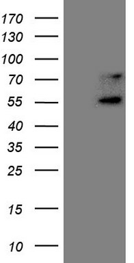 GM CSF Antibody