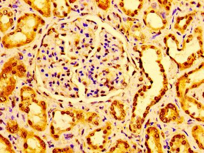 GM2A Antibody