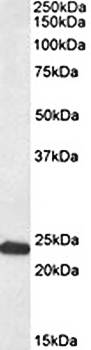 Goat anti-GM2A (aa 164-175) Antibody