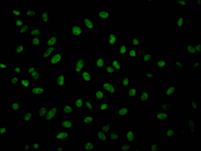 GMNN Recombinant Monoclonal Antibody