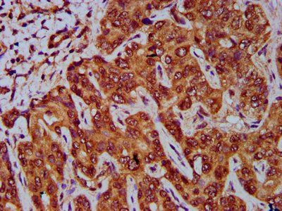 GNA12 Antibody
