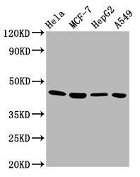 GNA12 antibody