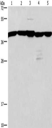 GNA13 antibody