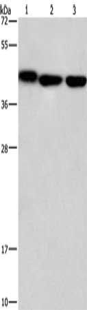 GNA13 antibody