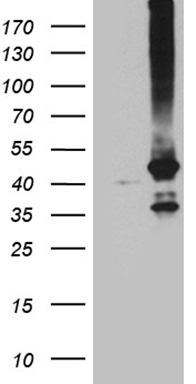 GNA14 Antibody