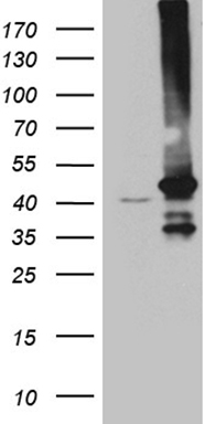 GNA14 Antibody