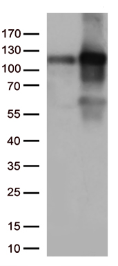 GNA14 Antibody