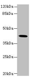 GNA14 antibody