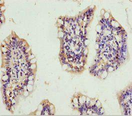 GNA15 antibody