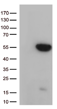 GNAL Antibody