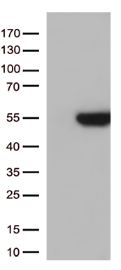 GNAL Antibody