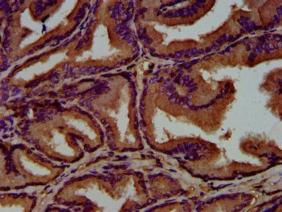 GNAL Antibody