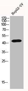 GNAL Antibody