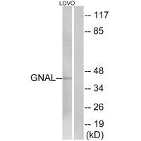 GNAL antibody