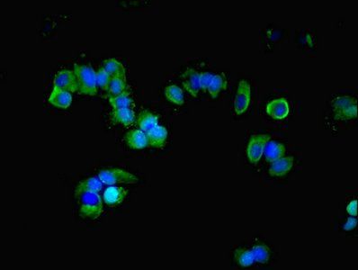 GNAS Antibody