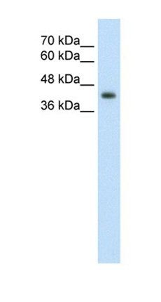 GNAS antibody