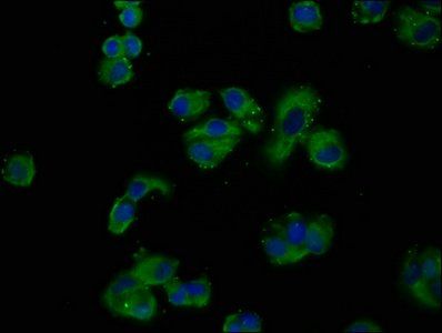 GNAS Antibody