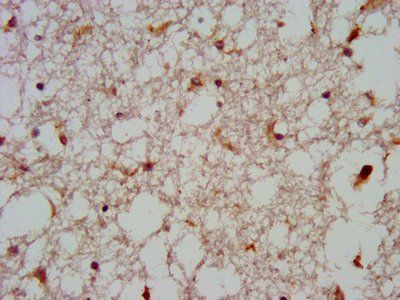 GNAS Antibody