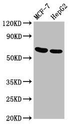 GNAS antibody