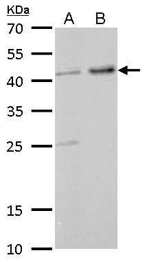 GNAS antibody [C2C3-2], C-term