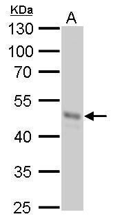 GNAS antibody [C2C3-2], C-term