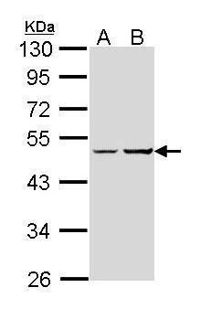 GNAS antibody [C2C3-2], C-term
