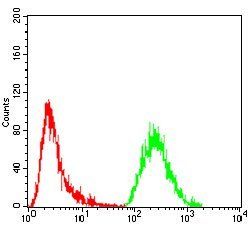 GNAS Antibody