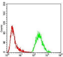 GNAS Antibody