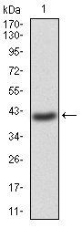 GNAS Antibody