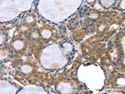 GNAT3 Antibody