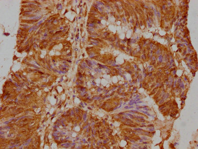 GNAT3 Antibody