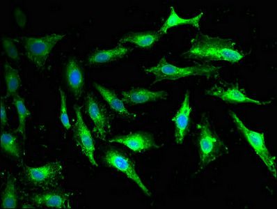 GNAZ Antibody
